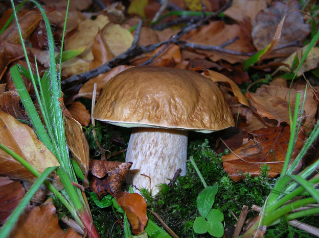 Porcino Boletus edulis