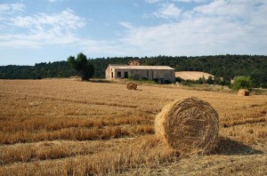 campo-di-grano1