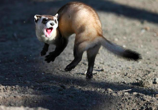 Schermata 2020-04-10 alle 12.42.11