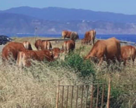 Schermata 2020-05-24 alle 17.30.18