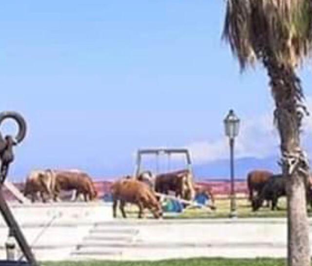 WhatsApp Image 2020-05-26 at 18.30.46