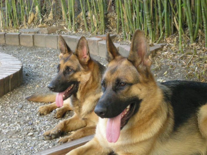 A sinistra Nina, a destra Kristina.